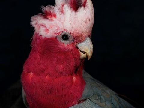 M&acirc;le rosalbin . 
800 46340 Salviac