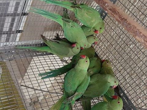 Perruches à collier 30 78420 Carrires-sur-seine