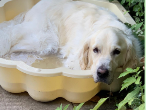 Titre : Recherche Golden Retriever adulte à adopter (2 à 4 a 0 79000 Niort