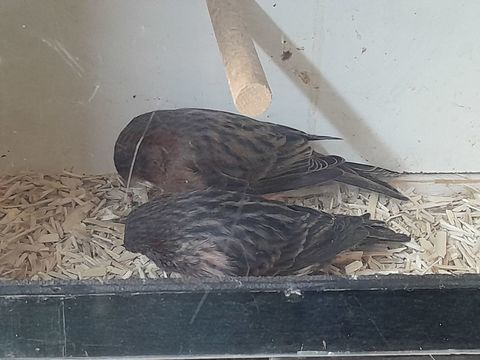 MALES CANARIS BRONZE 2025 25 95170 Deuil-la-barre