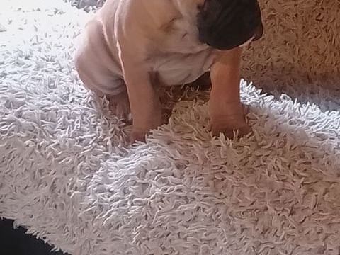 Un magnifique m&acirc;le bulldog continental 900 31660 Bessi�res