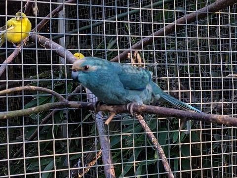 kakarikis bleu bagu&eacute;s 2026
60 56000 Vannes