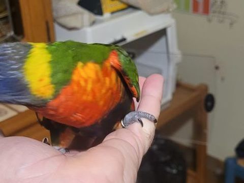 Loris arc-en-ciel 180 41400 Montrichard