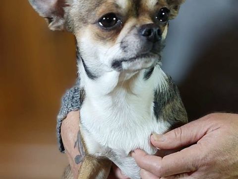 Magnifique petit Mâle Chihuahua LOF 1100 89160 Ancy-le-franc