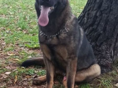 &Agrave; adopter  Berger allemand 0 64122 Urrugne