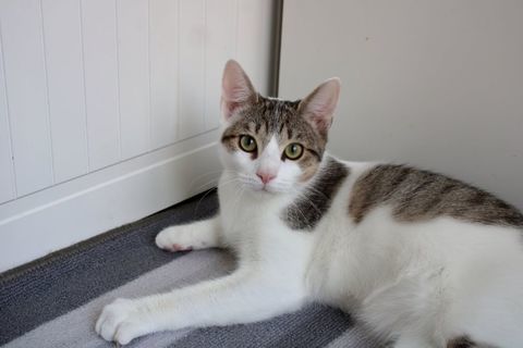 Aslan, chaton curieux à l'adoption 200 35000 Rennes