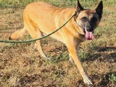 Chien SALLY à l adoption 210 34450 Vias