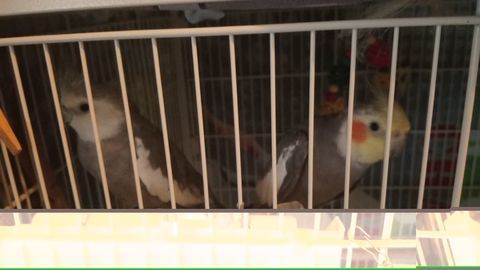 Calopsittes semi-apprivois&eacute;es 60 09000 Foix