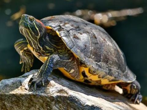 Récupére contre tres bon soin vos tortues 0 38460 Panossas