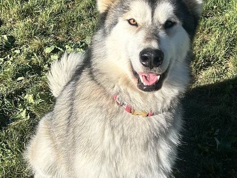 Don contre bons soins , malamute femelle 3 ans 0 73230 Les d�serts