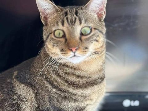 PANCHO & CHISPA 440 95610 �ragny