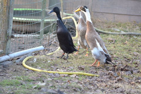 canard coureur indien 40 44810 H�ric