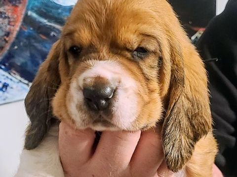 A r&eacute;server Chiots Basset Hound 990 56320 Le faouët