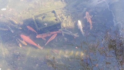 CARPES KO&Icirc; 0 83470 Saint-maximin-la-sainte-baume