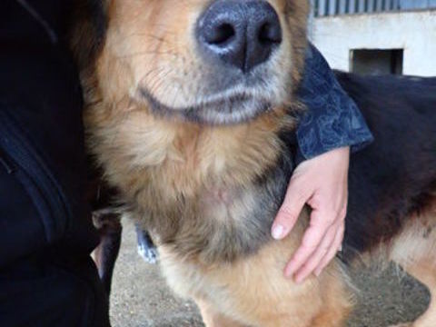 Namaari &agrave; l'adoption 200 67000 Strasbourg