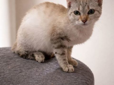 Bianca gentille chatte de 5 mois 140 11000 Carcassonne