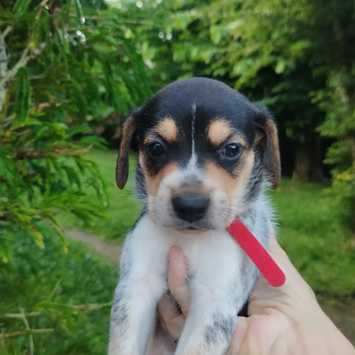 Le Beau Tiago 300 59000 Lille