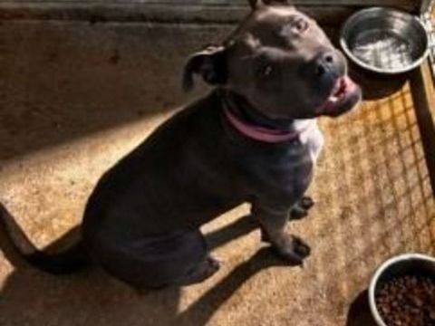 Chien TORTE à l adoption 210 13001 Marseille