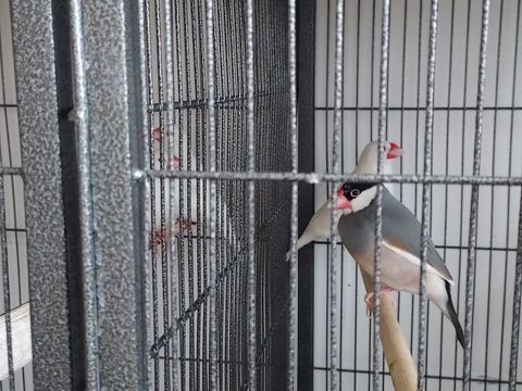 Moineaux de java ou padda de java 50 11600 Salsigne