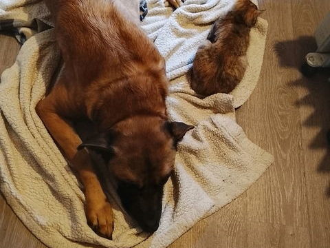 Don contre bon soin chien m&acirc;le de 5 ans castr&eacute; et puc&eacute;, 0 59300 Valenciennes
