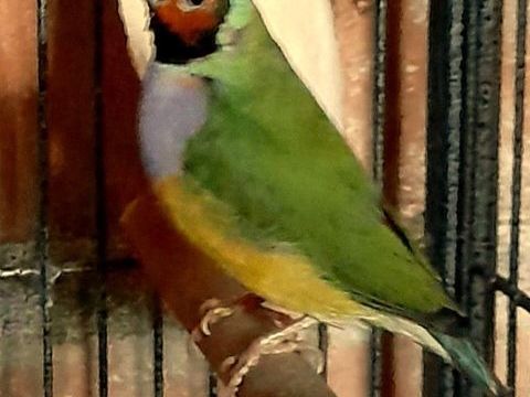 diamant de gould 40 35310 Cintr�