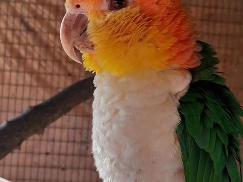 Trio de caique 1200 85130 Les landes-genusson