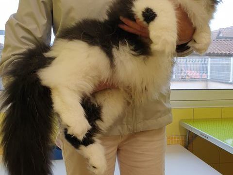 Adorables Chatons Maine Coon 1200 71310 Serrigny-en-bresse