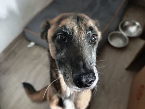 Siouky , 6 ans 0 34070 Montpellier