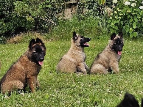 superbes chiots tervuerens 850 31530 Bellegarde-sainte-marie