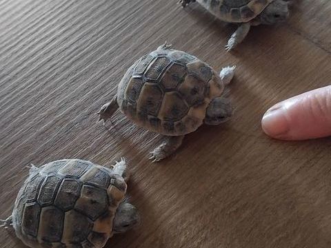 Tortue Hermann juv&eacute;nile 60 34800 Clermont-l'h�rault