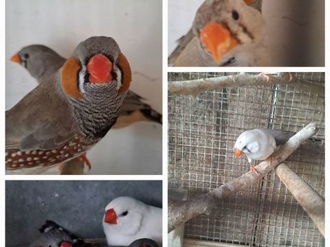 Couple de Diamant Mandarin 
12 49800 Trlaz