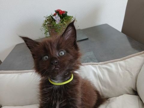 A r&eacute;serv&eacute; chatons Maine coon 850 57600 Forbach