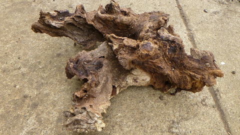 Souches / Billons acacia - noyer 7 17600 Sablonceaux