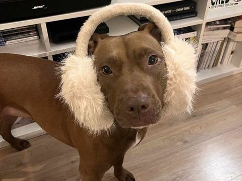 Brooklyn, femelle, Berger X Staffordshire Terrier (Décatégorisée par diagnose), née le 20/04/22 380 94000 Crteil