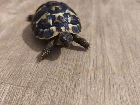 TORTUE DE TERRE 90 59140 Dunkerque
