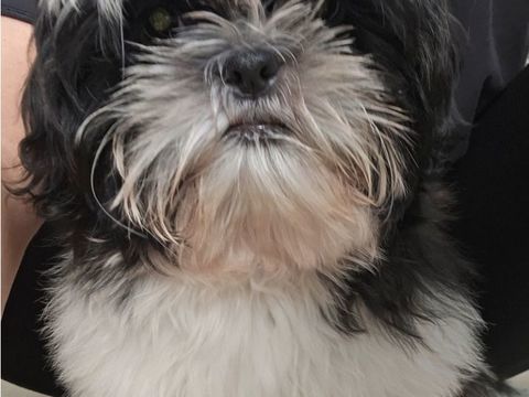Chiots m&acirc;les et femelle Shih-tzu inscrits au LOF 950 45700 Villevoques