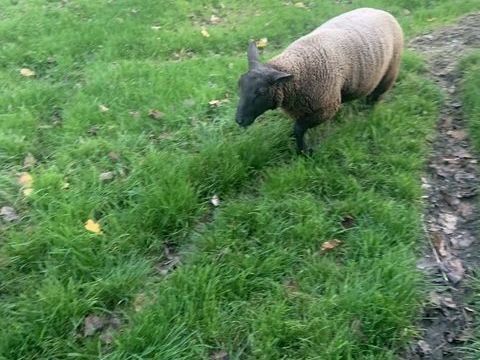 Jeune b&eacute;lier et Agnelle 1 19410 Saint-bonnet-l'enfantier
