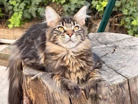 Chaton femelle Maine Coon LOOF polydactyle aux quatre pattes 1000 13400 Aubagne