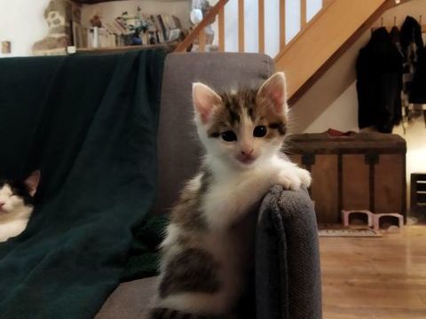 Don chatons 0 35270 Meillac