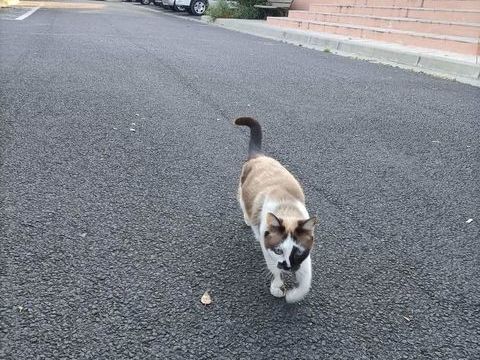 Magnifique jeune minette 90 34420 Villeneuve-ls-bziers