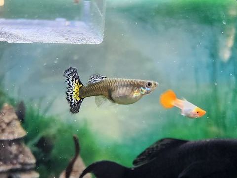 Poissons guppy .platy. xipho 
1 29690 Huelgoat