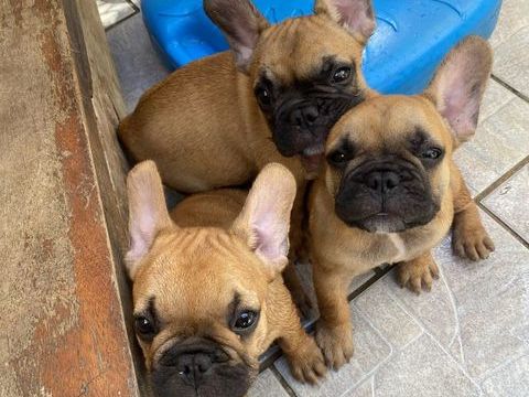 chiots M&acirc;le bouledogue francais fauve masque noir 1500 83200 Toulon