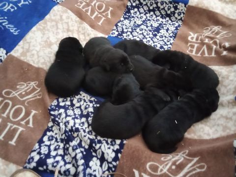 a r&eacute;server labrador noir il y a 6 femelles et 2 males  850 59244 Grand-fayt