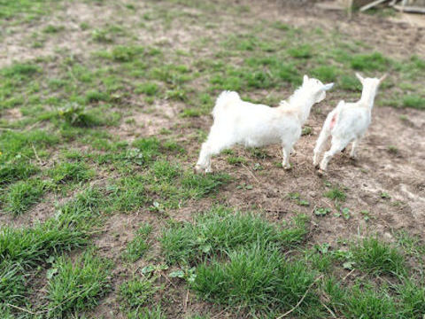 Ch&egrave;vres naines 200 89500 �griselles-le-bocage