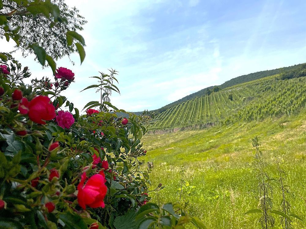 Maisons neuves   Katzenthal (68230)