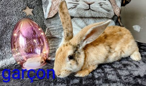 Lapins ?? 8 61700 Saint-b�mer-les-forges