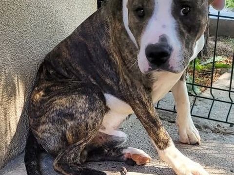 Chien ALDO à l adoption 210 34500 Bziers