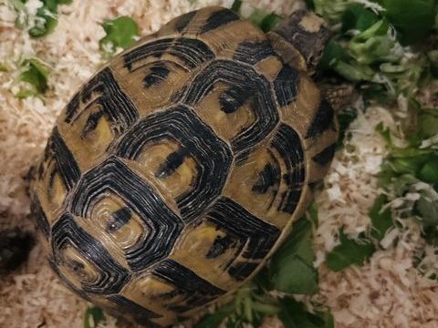 Je me sépare de trois tortues de terre.
100 66600 Rivesaltes