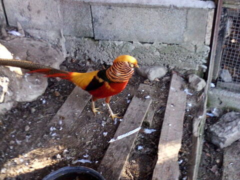 faisan d ornement 30 05400 Montmaur