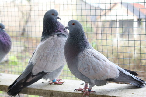 Pigeons CAUCHOIS Bleus Maill&eacute;s Roses 15 63110 Beaumont